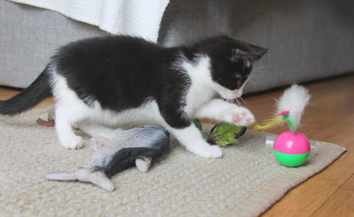 Pip Ii photo 5