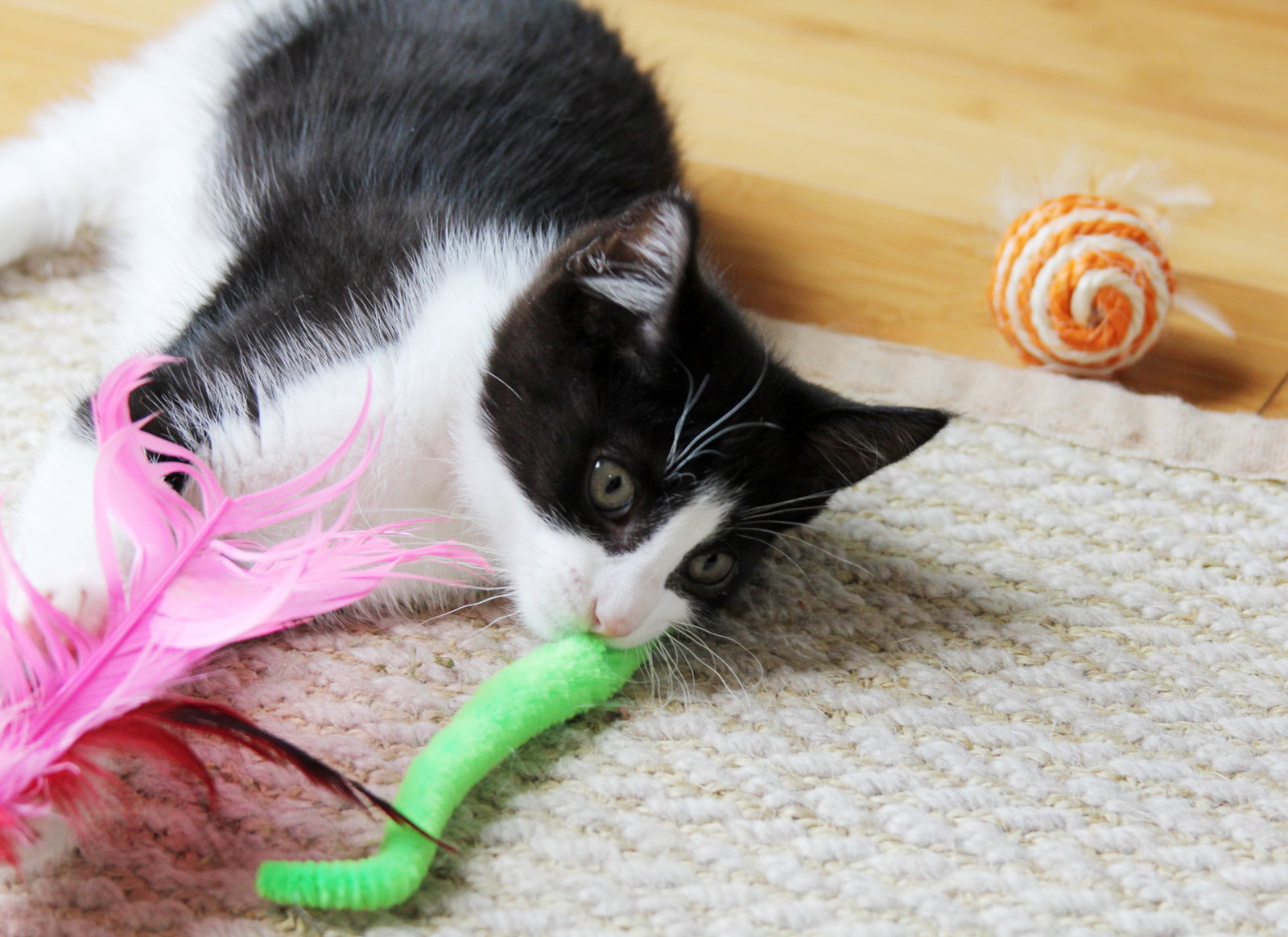 Pip II, photo 15
