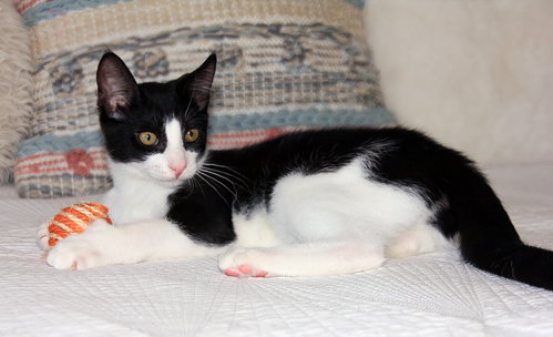 Photo 3 of Pip II