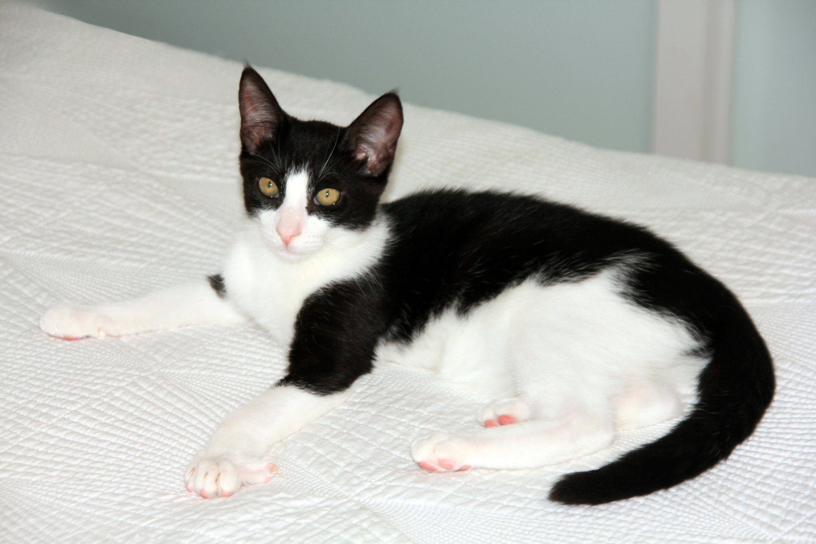 Pip II, photo 5