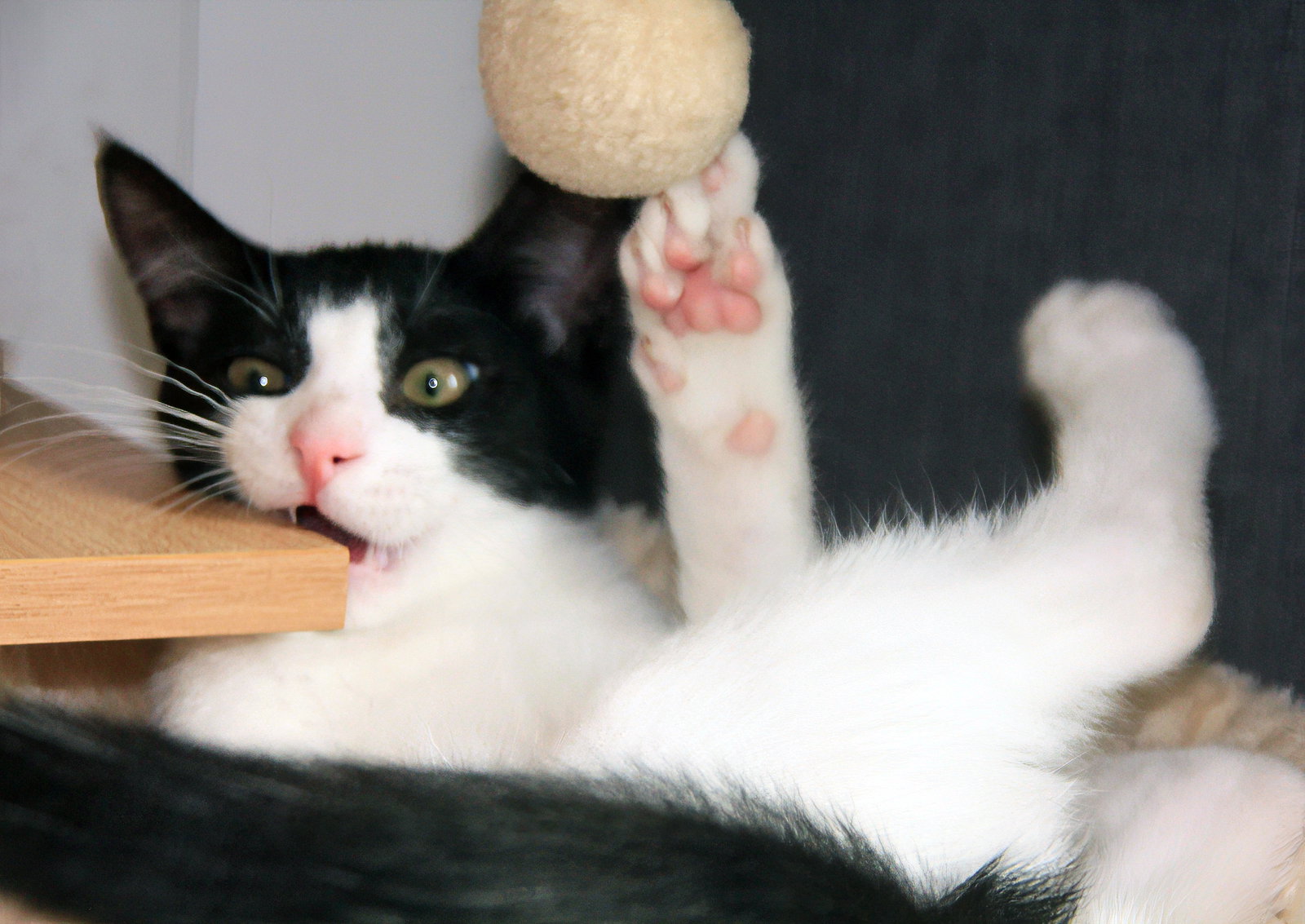 Pip II, photo 6