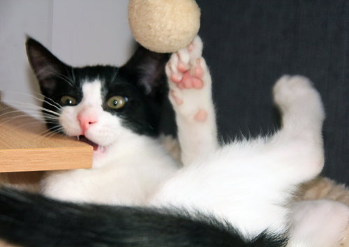 Photo 6 of Pip II