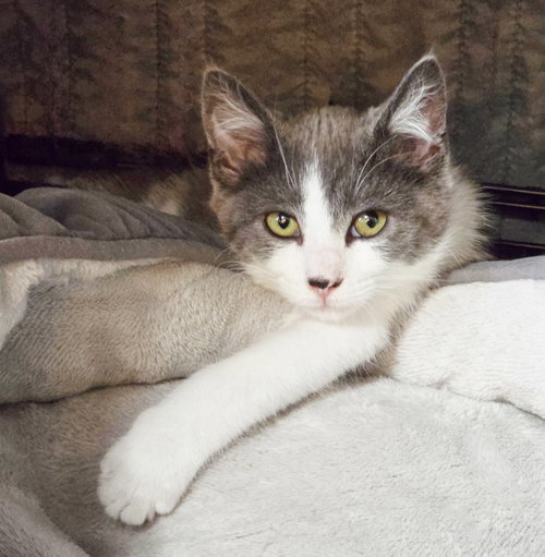 Ash, Baby Domestic Short Hair / Mixed (short coat), cat for adoption in Hayward, California