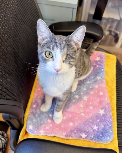 Flint, an adoptable Tabby in Alameda, CA