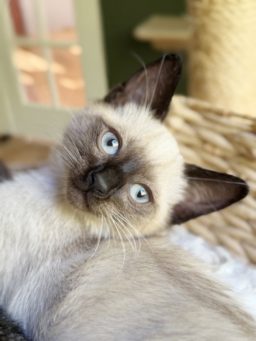 Maarva, an adoptable Siamese in Alameda, CA