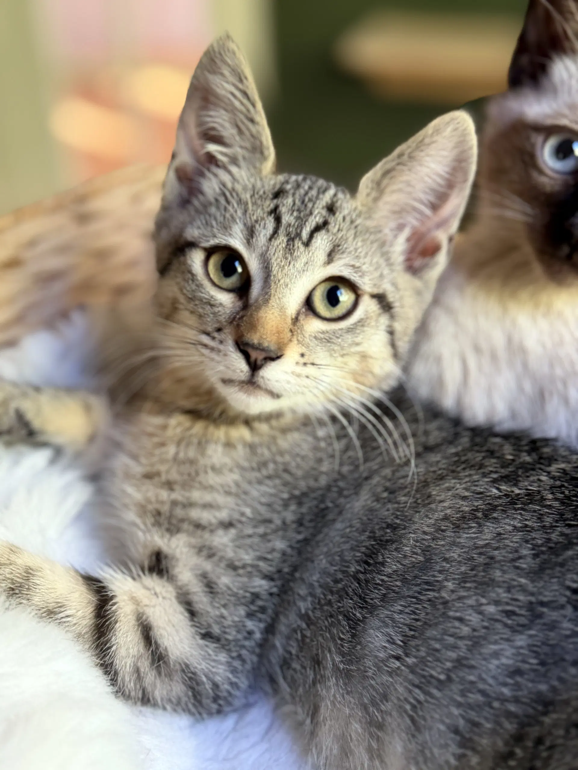 Bix - Tabby