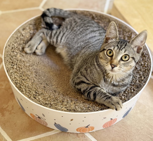 picture of the cat needing adoption