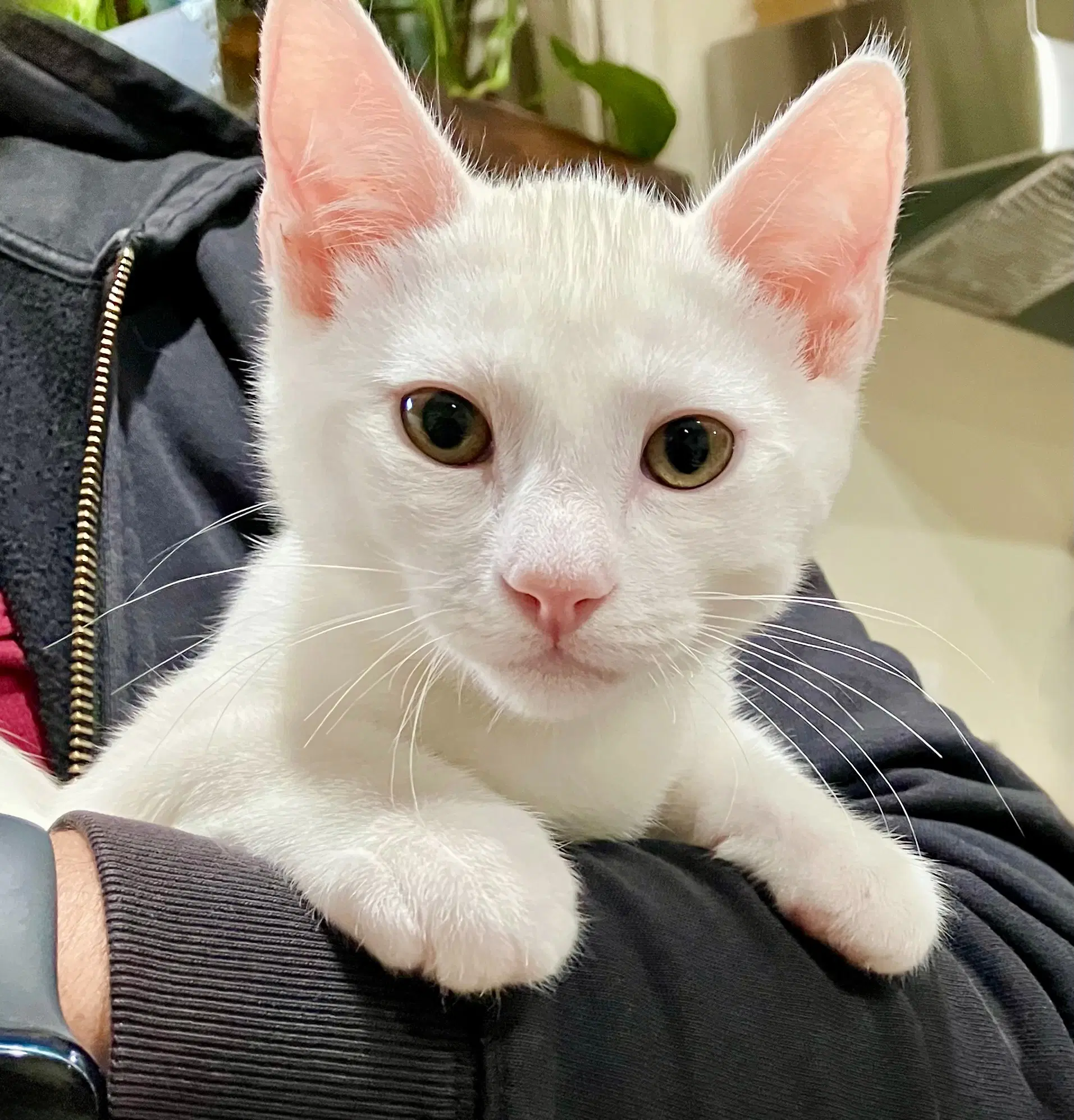 Snowball - Domestic Short Hair
