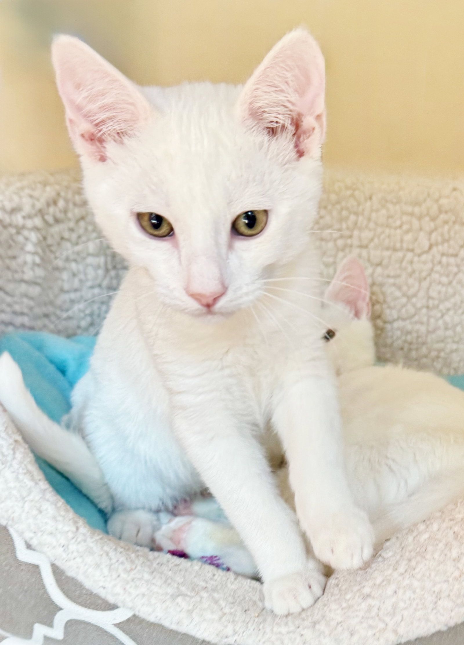 Snowball, photo 8