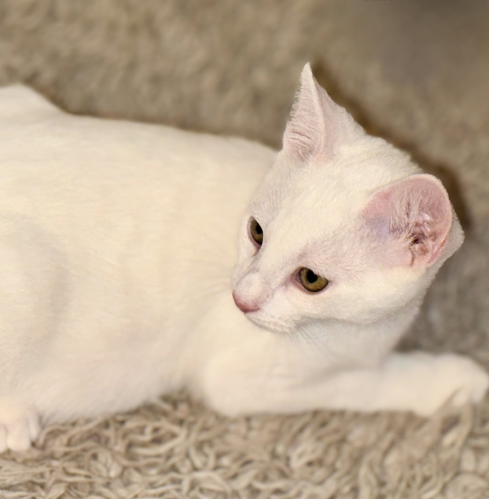 Snowball, photo 10