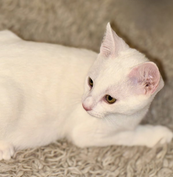 Snowball
