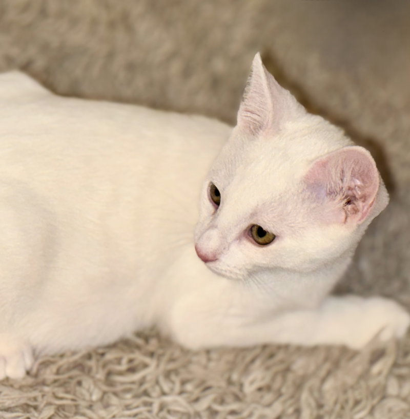 Snowball, photo 10