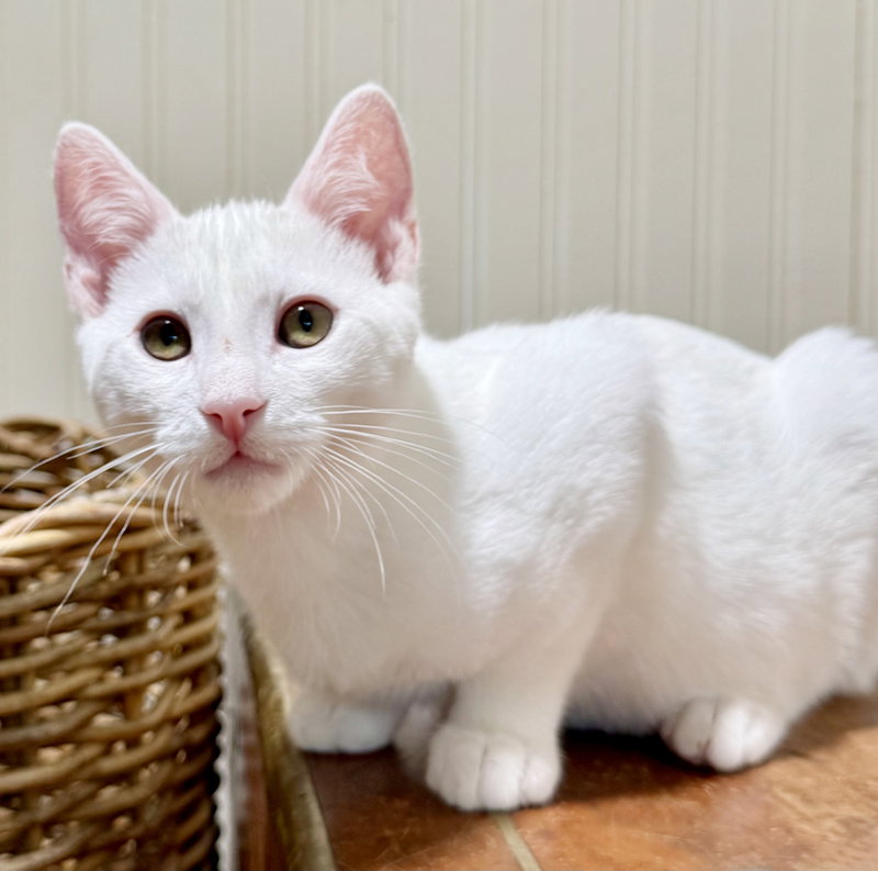 Snowball, photo 4