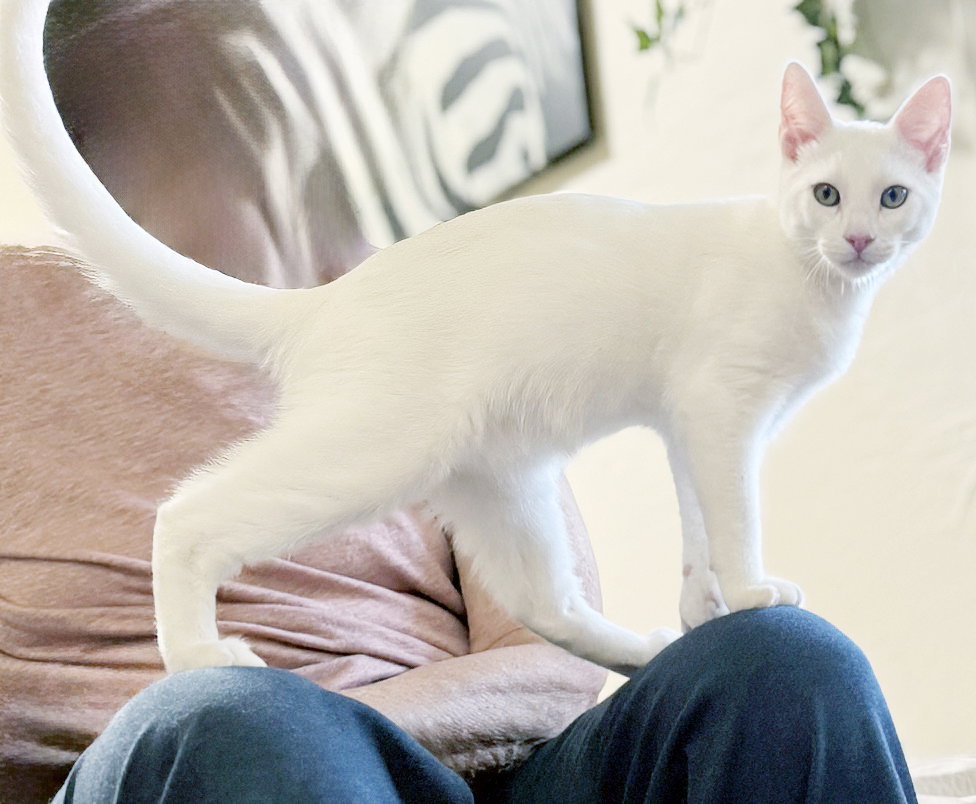 Snowball, photo 2