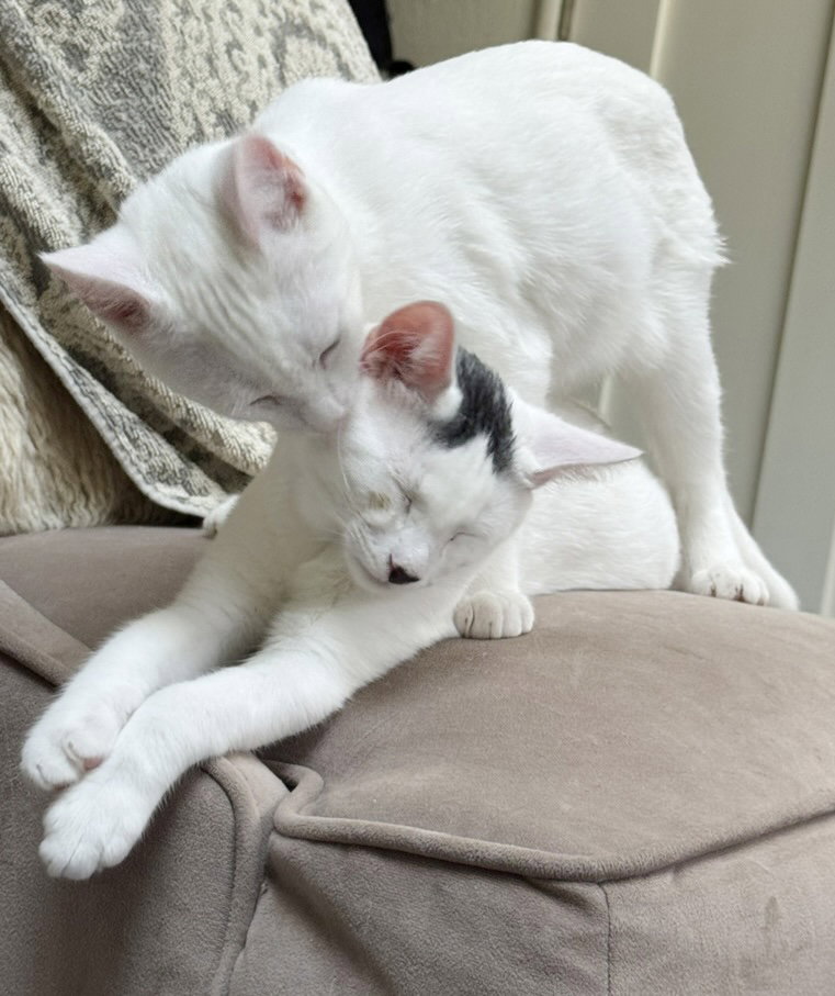 Snowball, photo 3