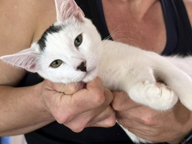 Strudel, a male kitten up for adoption