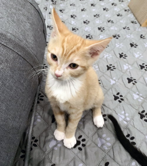 Leo