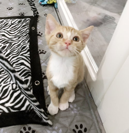 Tigger