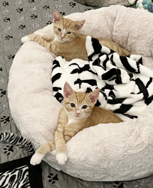 Tigger photo 2