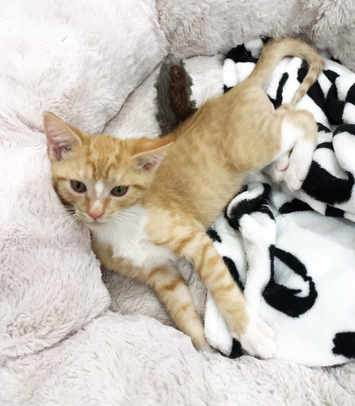 Tigger photo 4