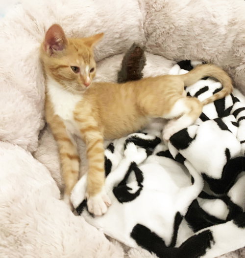 Tigger photo 3