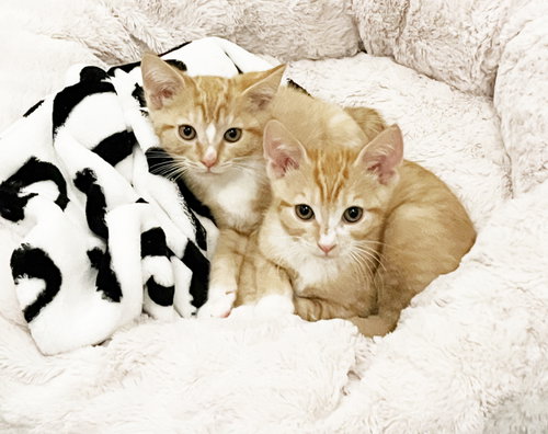 Tigger photo 6
