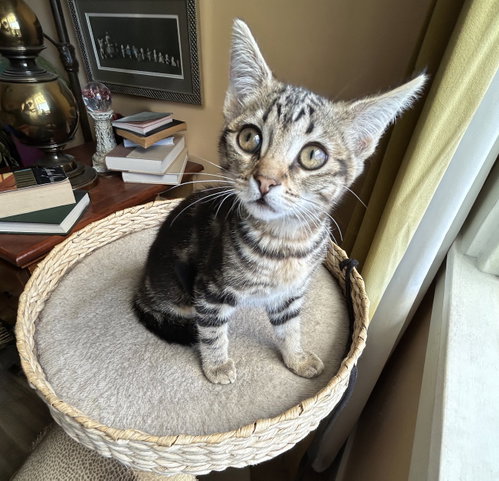 Ziggy