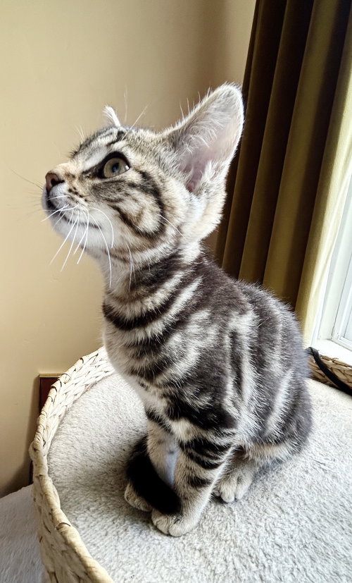 Ziggy photo 2