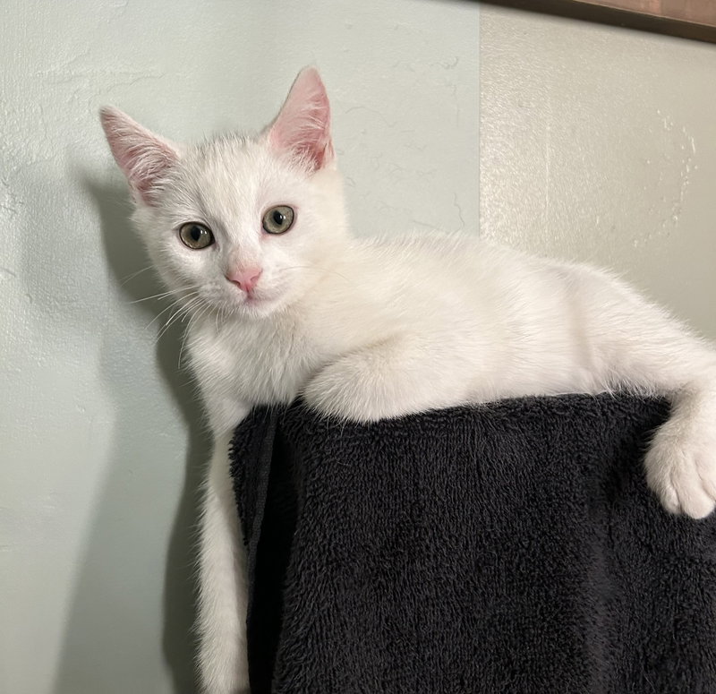 Luna, photo 4