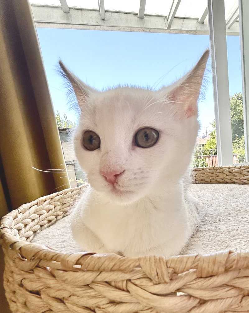 Luna, a female kitten up for adoption