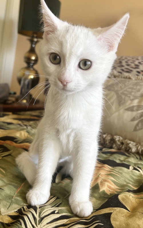 Luna photo 2