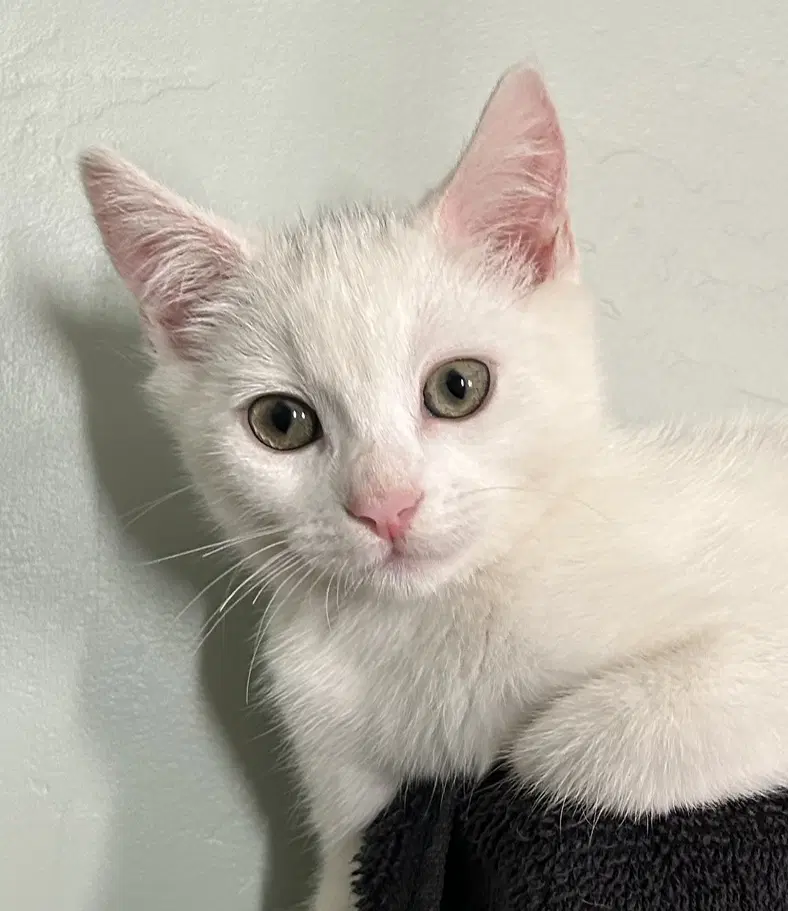 Luna - Domestic Short Hair
