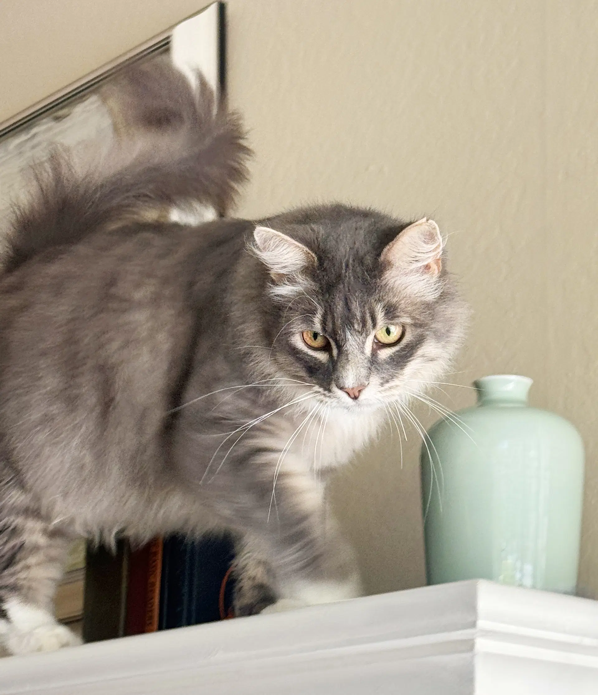 Tucker - Tabby