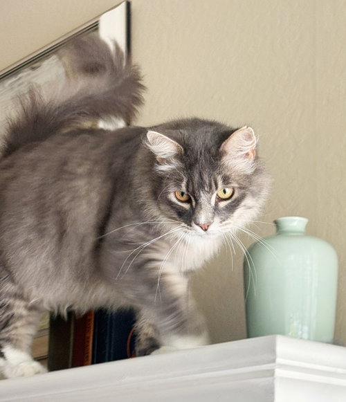 picture of the cat needing adoption