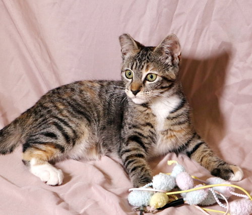 Callie photo 3