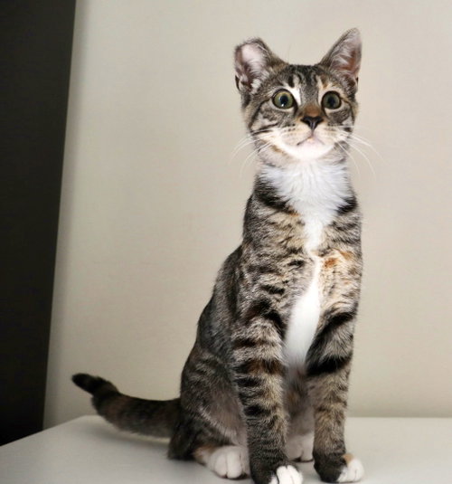 Callie photo 4