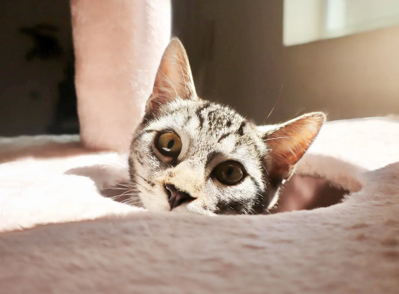 Milo - Tabby