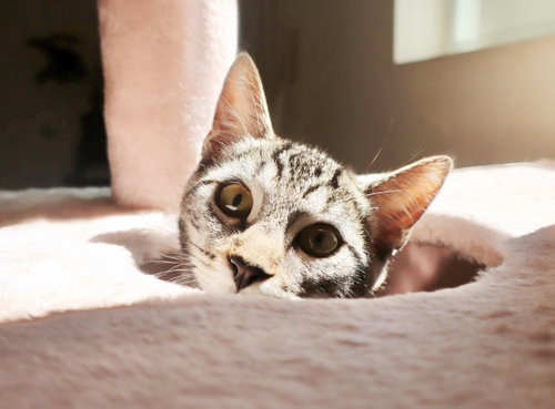 Milo photo 2