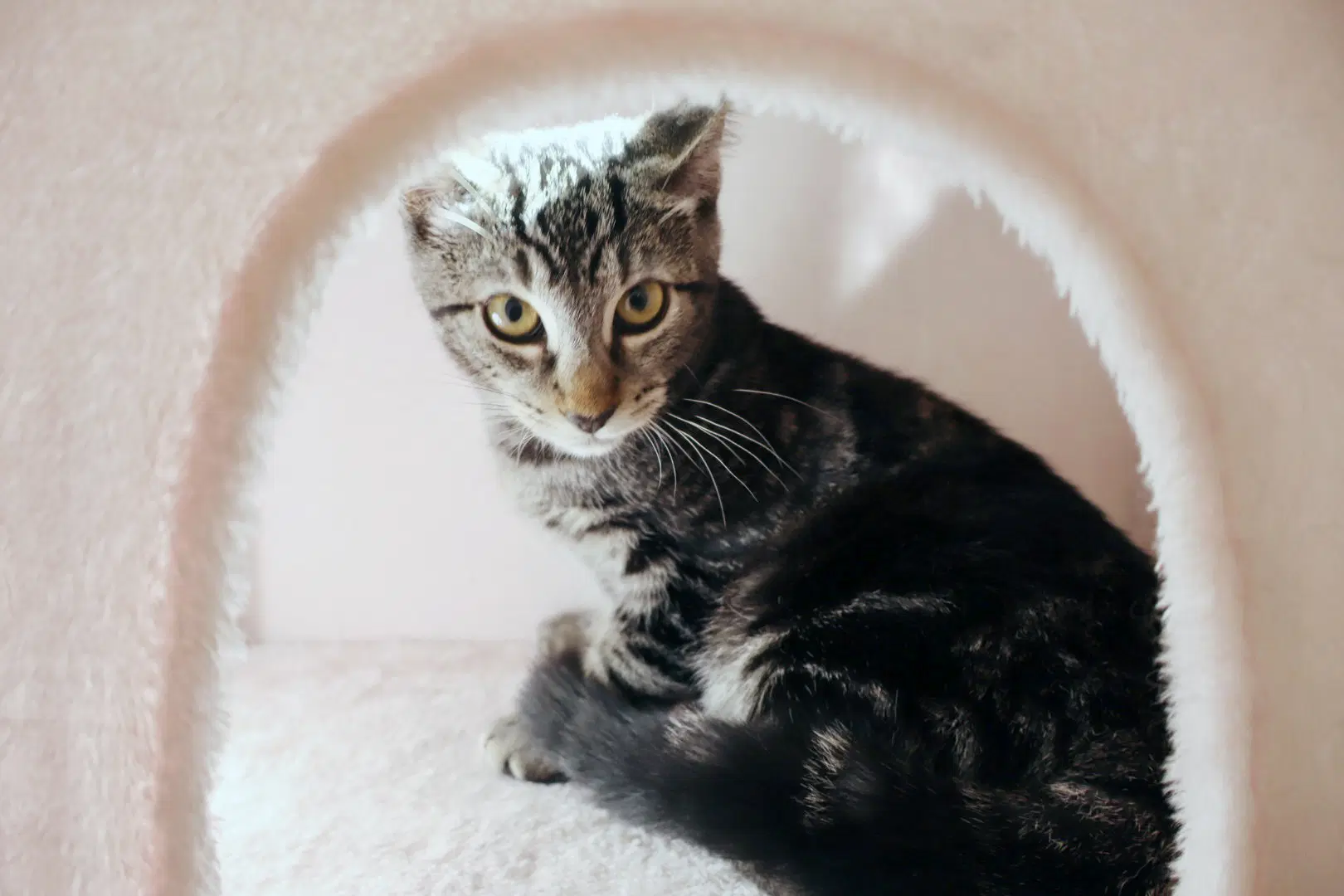 Milo image 3