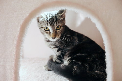 Milo photo 3