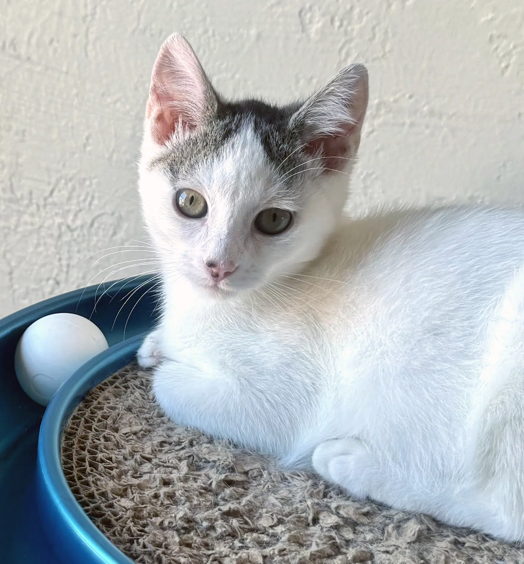 Cupcake - Domestic Short Hair