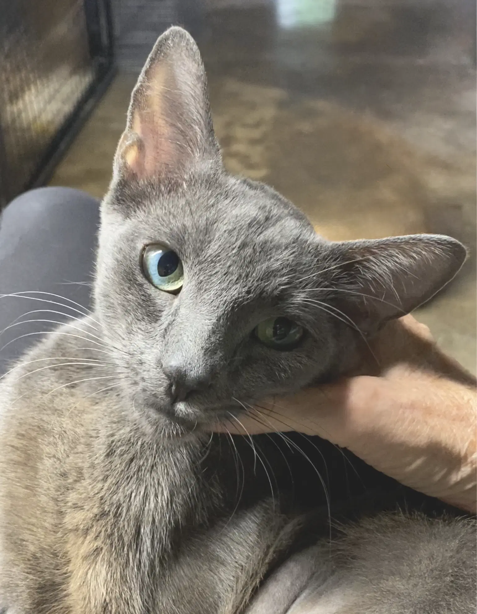 Lady Grey - Domestic Short Hair