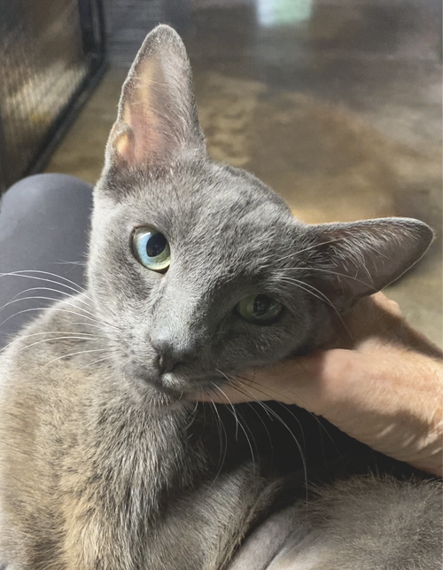 Lady Grey