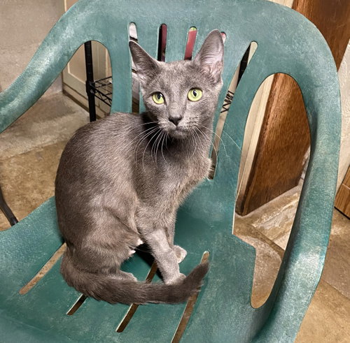 Lady Grey photo 3