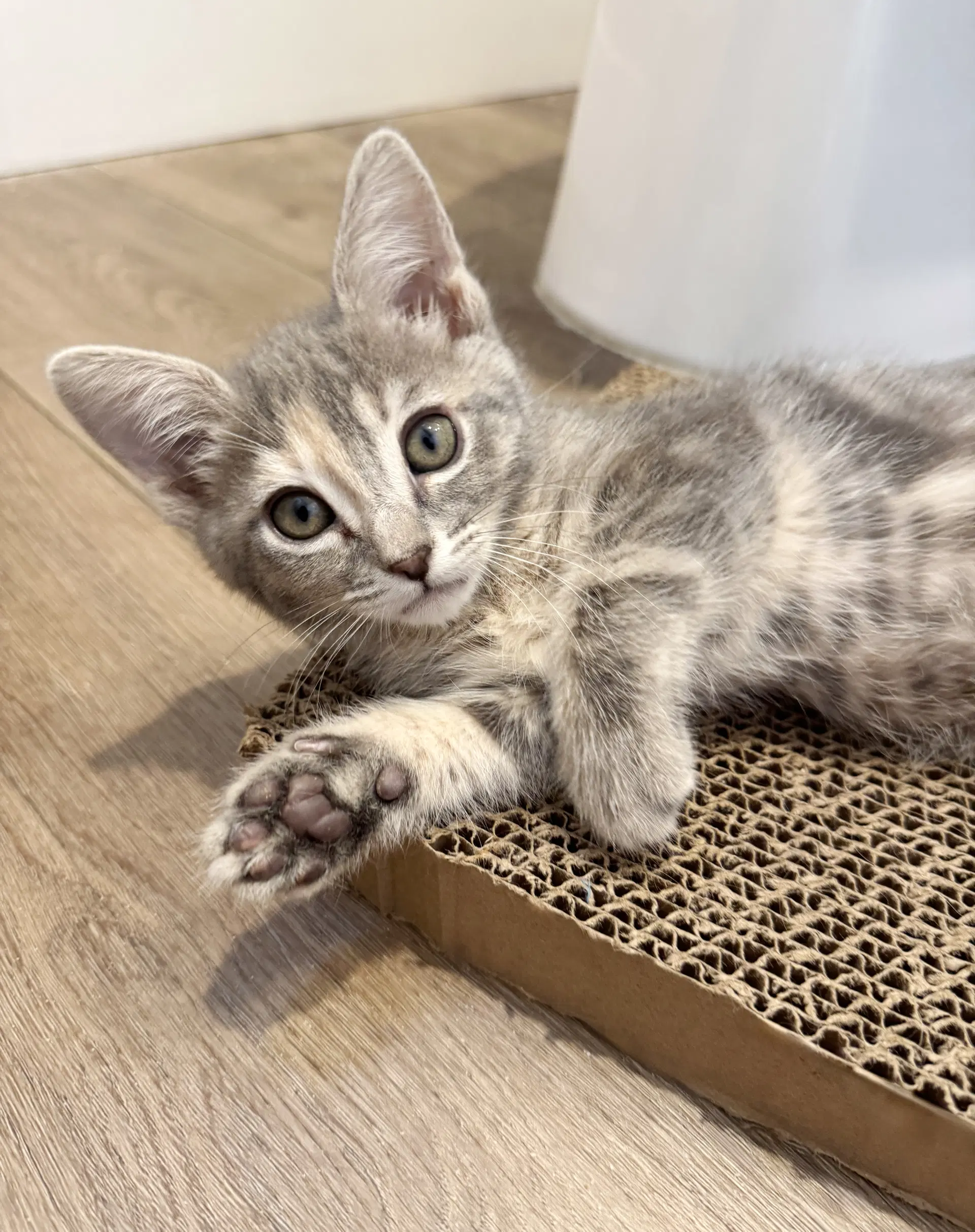 Sweet - Torbie