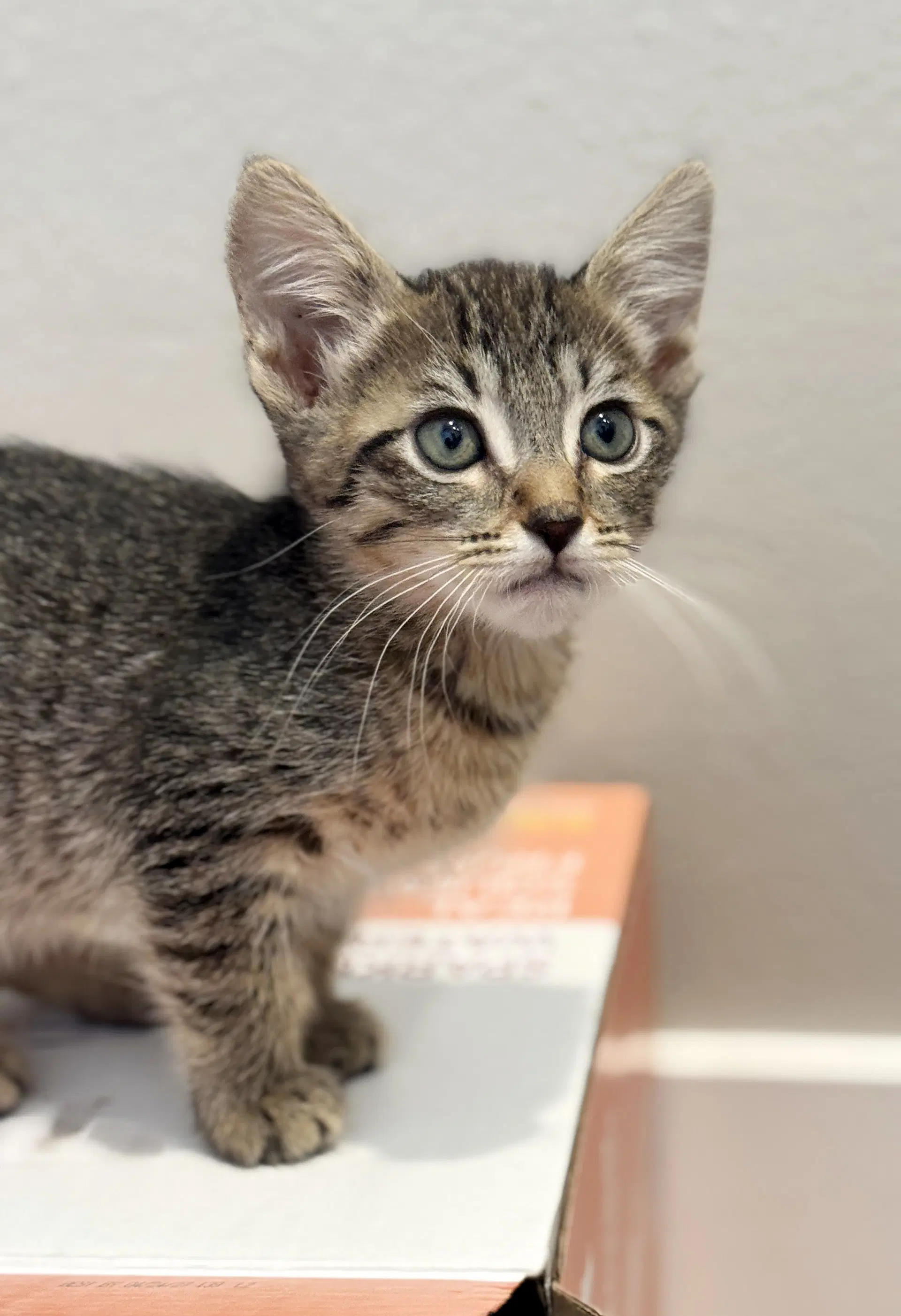 Savory - Tabby