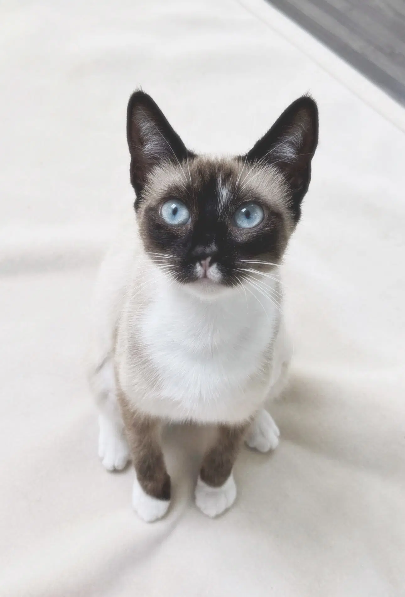 Lulu - Snowshoe