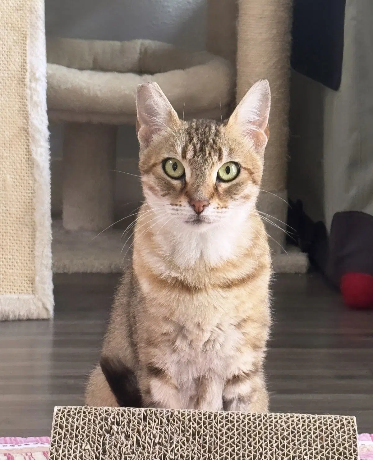Zara - Tabby