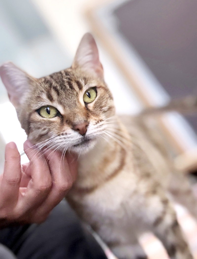 Zara, an adult female Tabby cat up for adoption