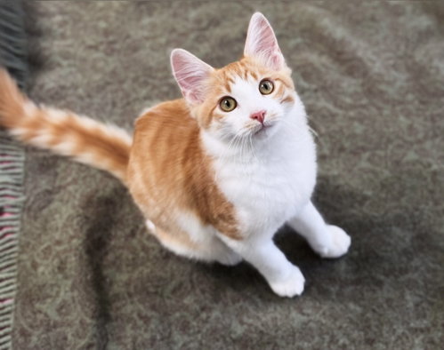 Toby, a cat for adoption from Island Cat Resources and Adoption